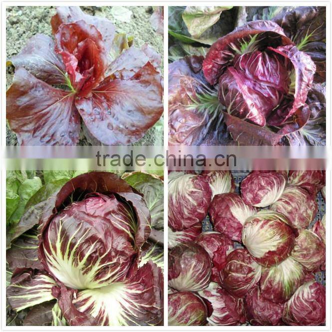 Red ball chicory seeds Red No 2