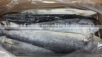 frozen whole and round mahi mahi fillet 1000+