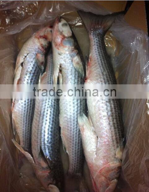 Seafood Frozen Grey Mullet Fish