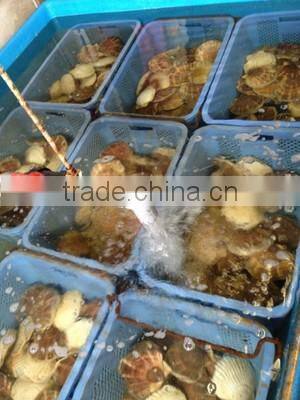 Best-selling Hokkaido frozen seafood trading companies , paid samples available