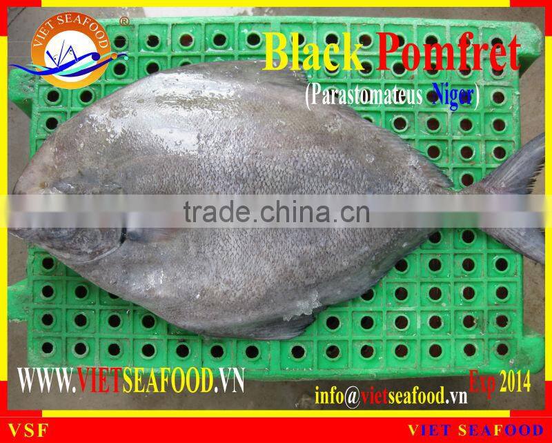 W/R FROZEN BLACK POMFRET