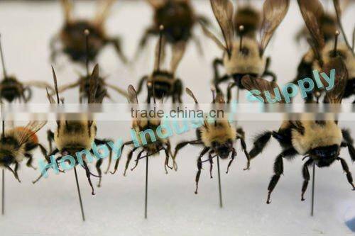 Durable 3# Brass Ball Head Stainless Steel Insect Pin for Collecting