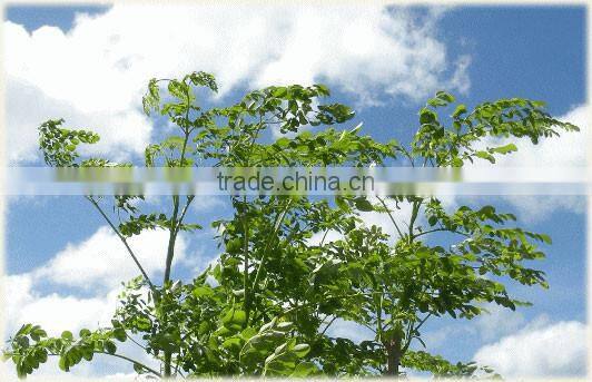 Compact MORINGA tablets with several minerals for nutritional supplement