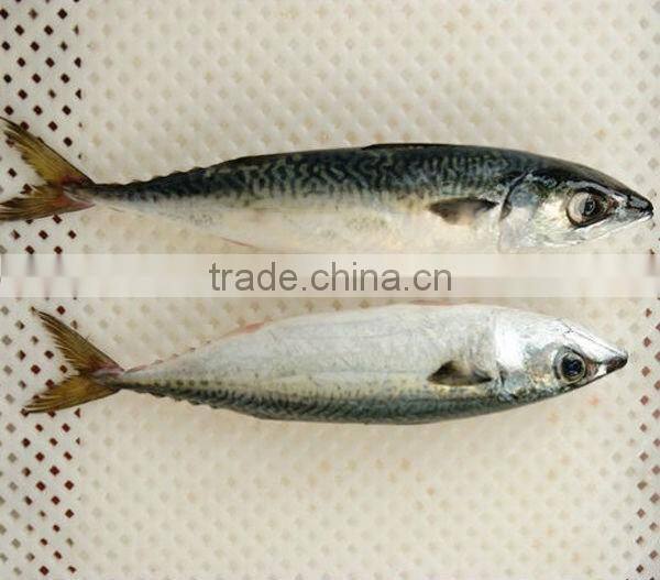 frozen mackerel species
