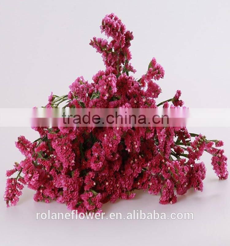 supply long flower period fresh cuttting statices flowers from yunnan province china