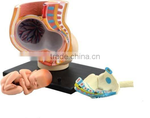V-HM02 4D MASTER The parent organization of human uterus with the fetus assembled model