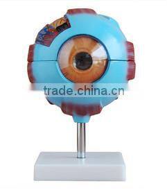 eye ball enlarge model 100% factory with best price