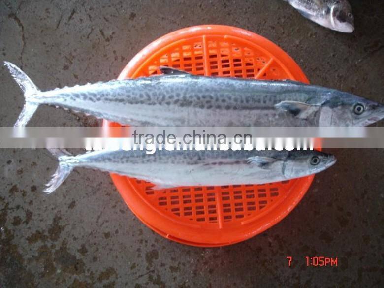 Spanish mackerel W/R for sale