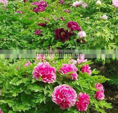 Paeonia suffruticosa Andrews peony seedling