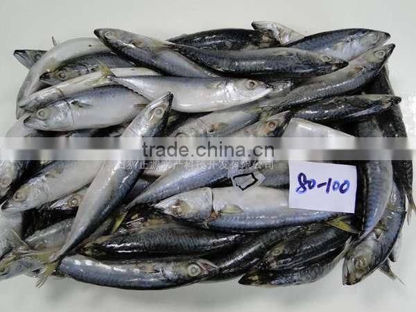 Zhengyuan Fozen Seafood Frozen Horse Mackerel