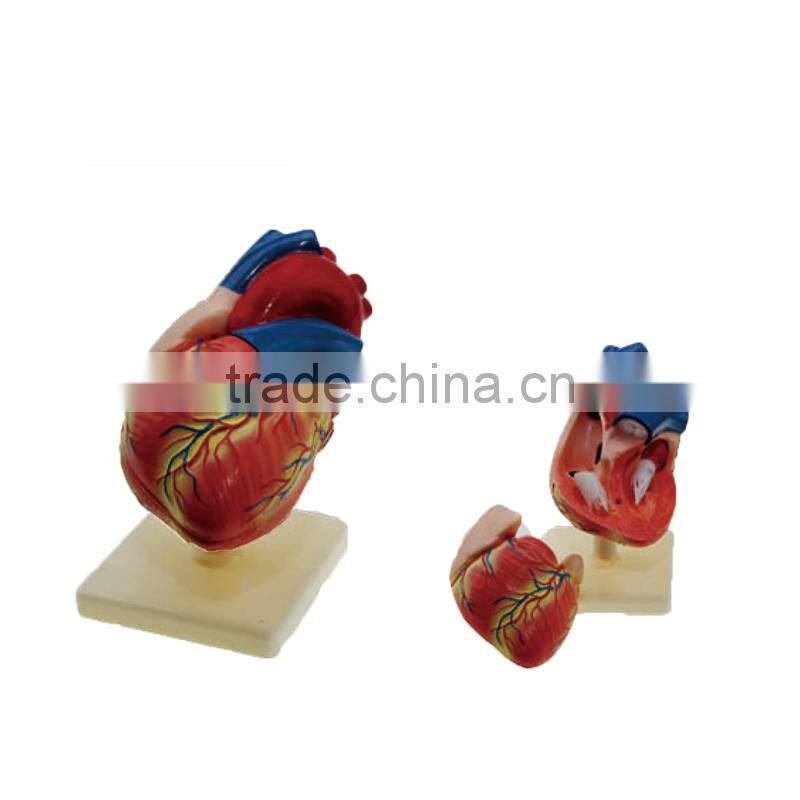 Human Heart Anatomical Model