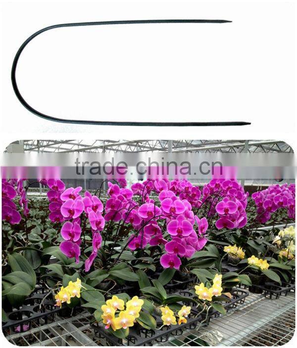 Chinese Factory Outlet garden plants growing flexible bamboo sticks