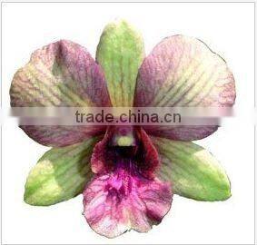Thailand Best Quality D-007 Dendrobium Anna Orchid