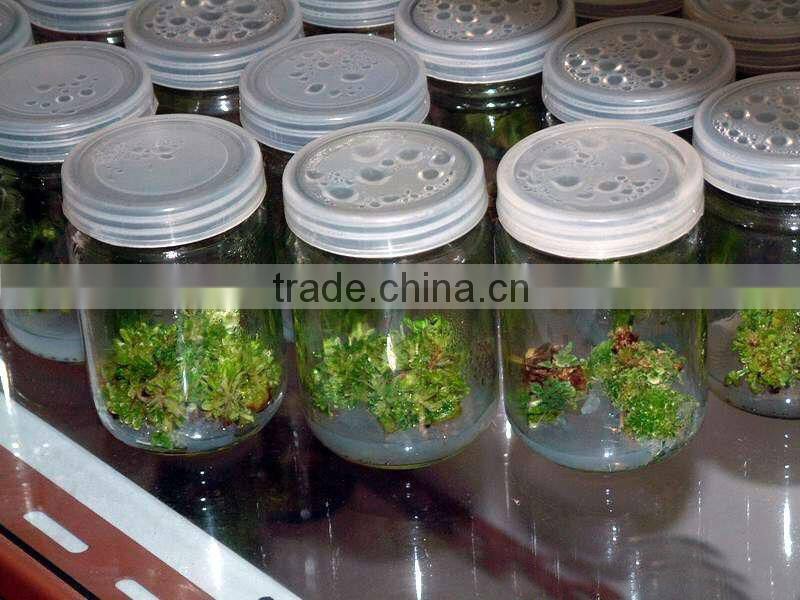 Tissue culture bottle