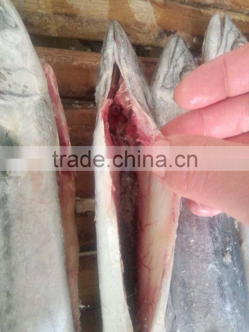 2015 hung frozen spanish mackerel whole gutted