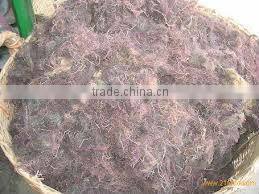 GRACILARIA IN VIETNAM WITH HIGH QUALITY