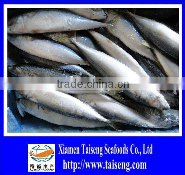 Frozen Pacific Mackerel Whole Fish Bulk IQF Mackerel