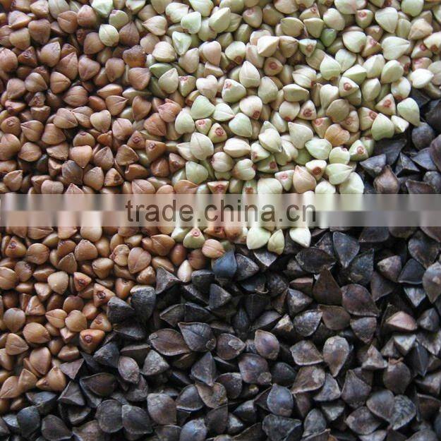 Rosted Buckwheat Kernel