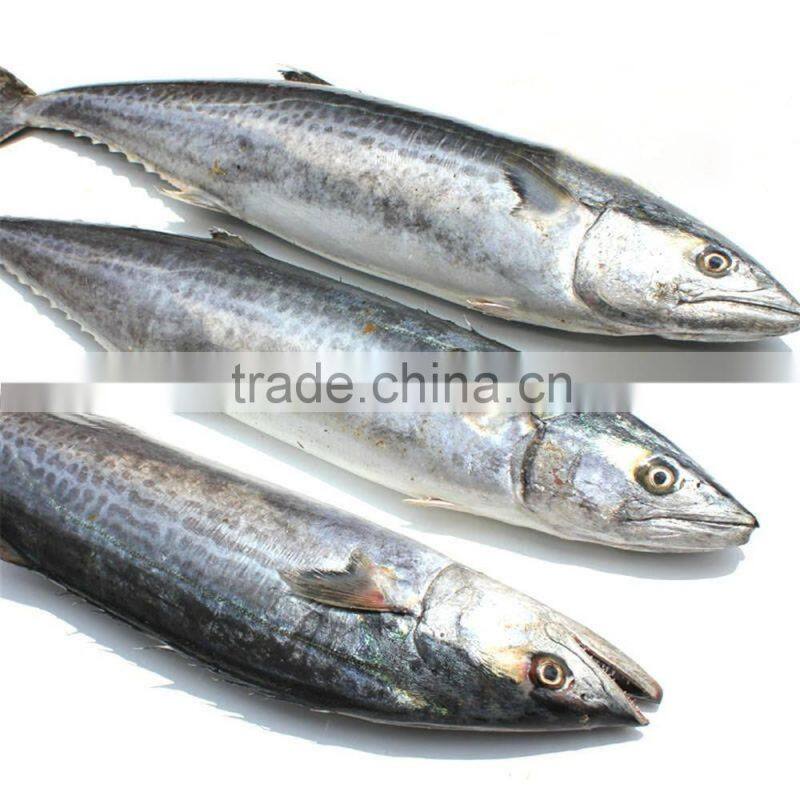 Land frozen Japanese Spanish mackerel for sale