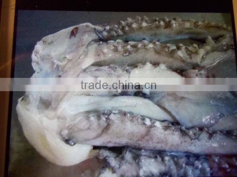 Frozen giant squid tentacle