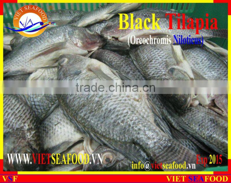 FROZEN BLACK TILAPIA WHOLE ROUND