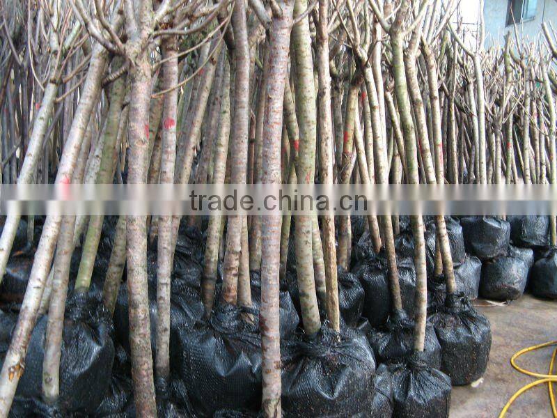 Prunus serrulata nursery