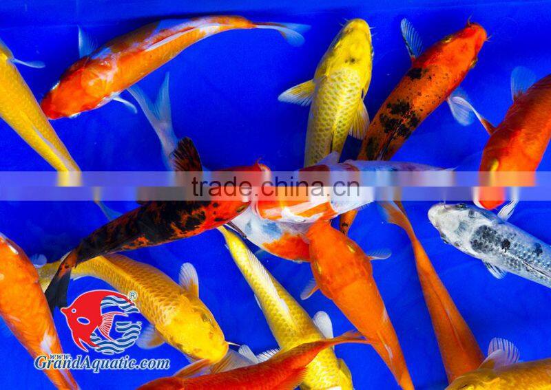 Koi fish bleeding farm and export from Thailand