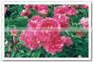 Herbaceous Peony Plant Root Da Fu Gui