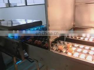 Best Selling Egg Brushing Machine/Egg Sorting Machine/Egg Washing Machine