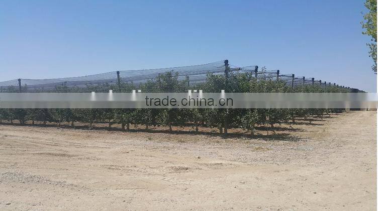 Nice fuji apple from China on sale for Bangladesh market