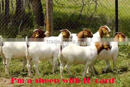 sell animal sheep ear tag ,laser ear tag