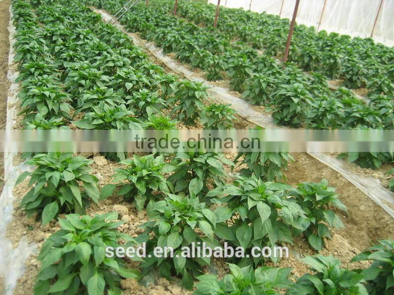 hybrid long pepper seeds SXP No.9