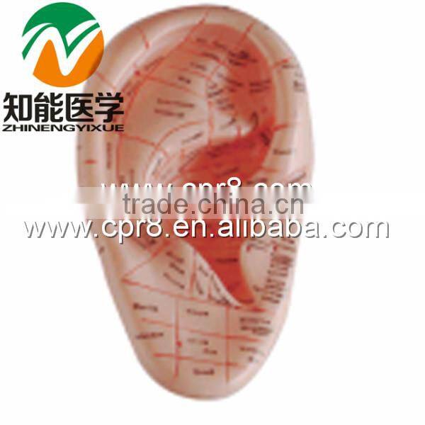 23cm Troditional Chinese Massage Used Human Ear Model