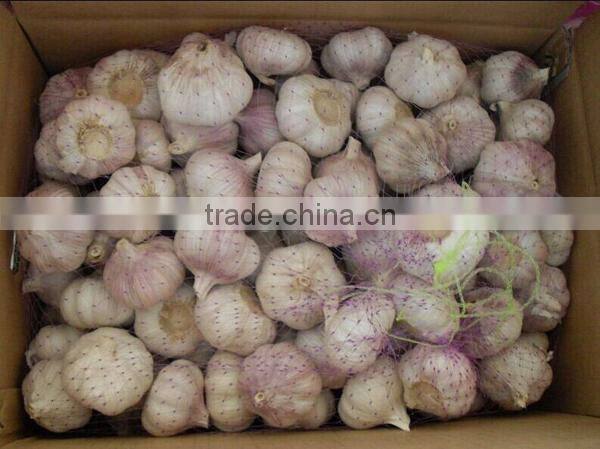 We can supply fresh garlic/ginger/potato/onion/chilli