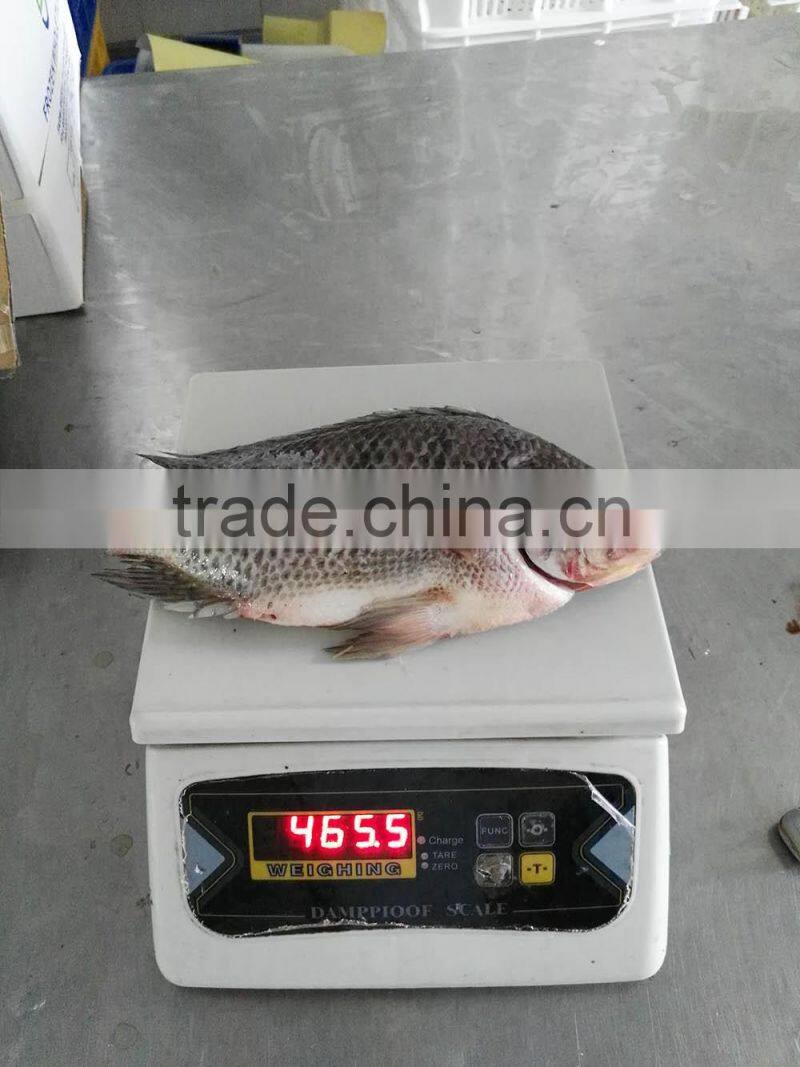 Freezer Gutted and Scaled tilapia 300/500g