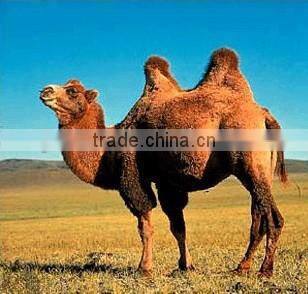 CE & FDA approved palm Veterinary Ultrasound Scanner on sale