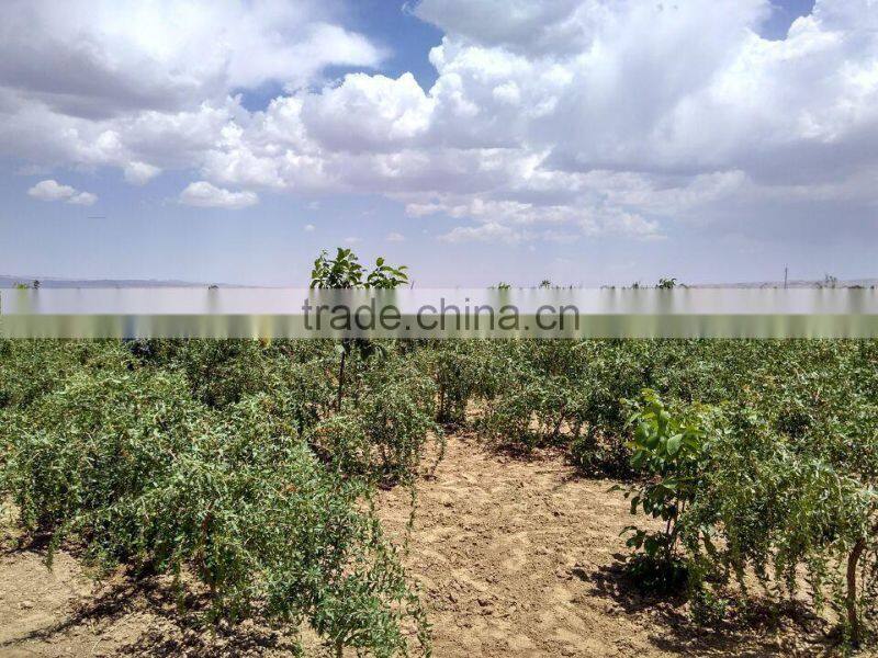 Goji Berry (Lycium Barbarum)