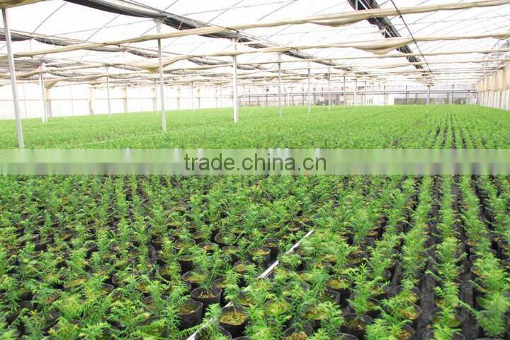 Single span greenhouse film for Seeding nursery