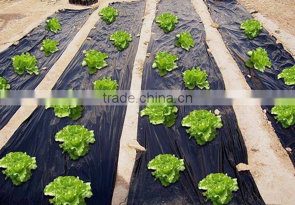 garden cloche plant cover