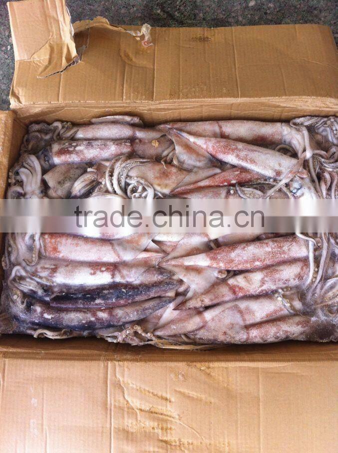 Frozen whole round squid todarodes pacificus