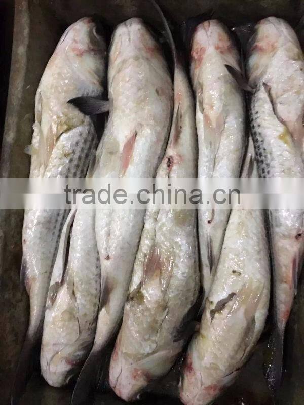 Export Vietnam 1-1.5KG Frozen Gullet Mullet Fish