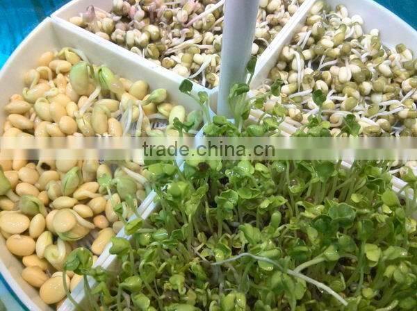 Automatic Bean Sprout Machine Model JL260C- Manufacturer