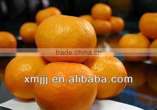 malaysia new year gift fresh quince fruits