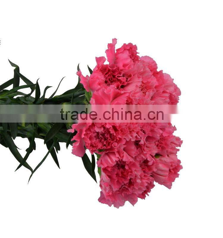 New deep pink carnation flower decorating