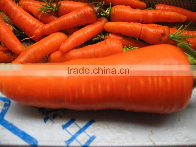 Large Potato Drum cleaning and polishing machine/carrot washing and polishing machine