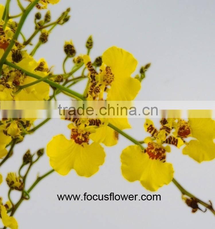 Perennial Plant Fresh Cut Yellow Holland Of Orchid From YUNNAN