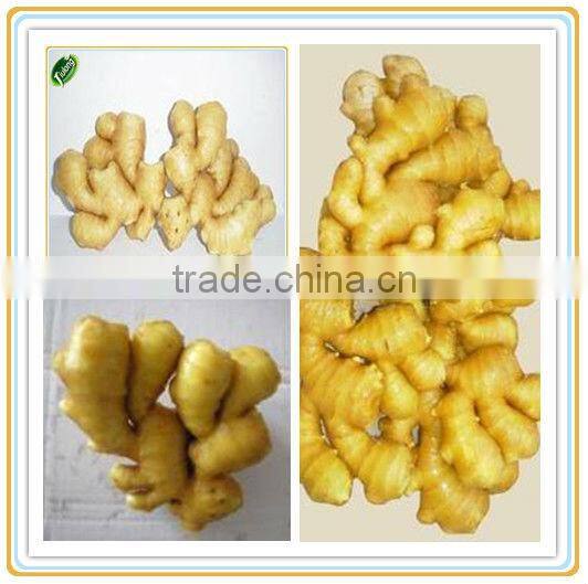 Chinese fresh dried ginger for sale