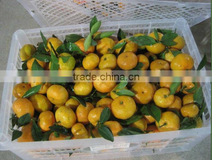 2012 shatang orange top quality without leaf