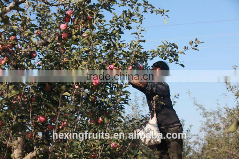 Fresh Red Shanxi Qinguan Apples Import From China