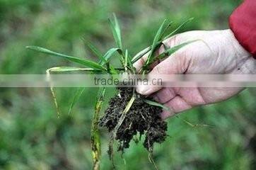 calcium nitrate fertilizer